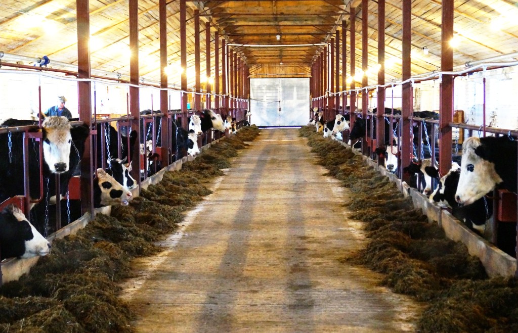 Вместо кормушек на новой ферме просторный кормовой пролёт,  который обеспечивает свободное движение кормораздаточной технике. 